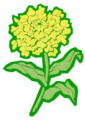 chrysanthemum