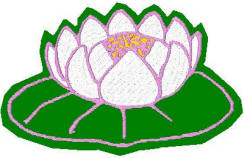 Water lily